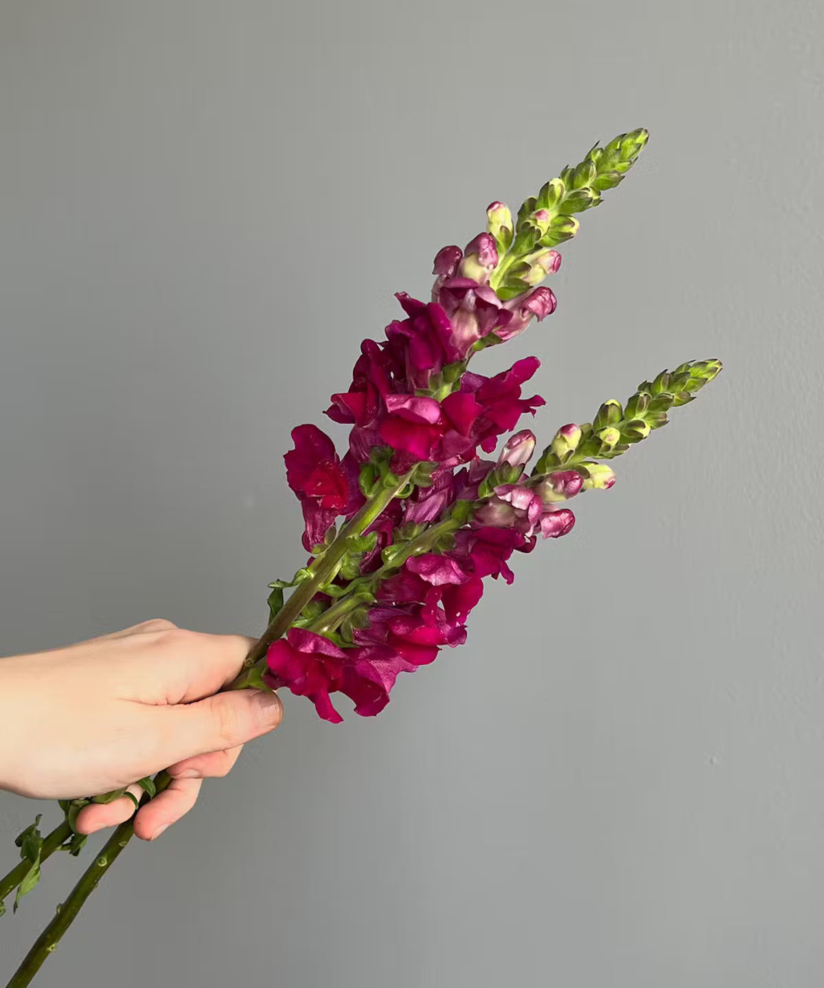 Snapdragon Burgundy Bunch
