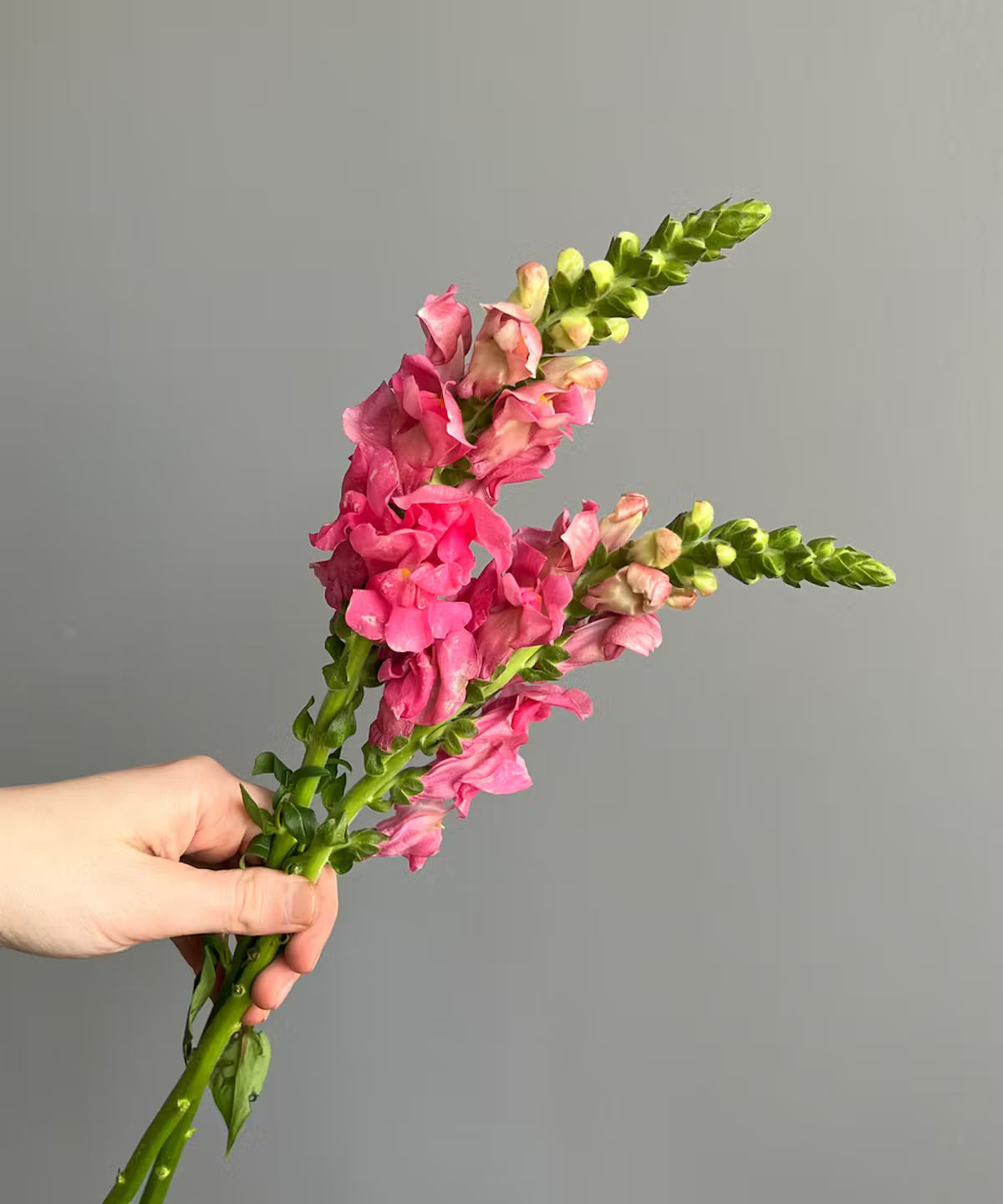 Snapdragon Pink Bunch