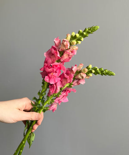 Snapdragon Pink Bunch
