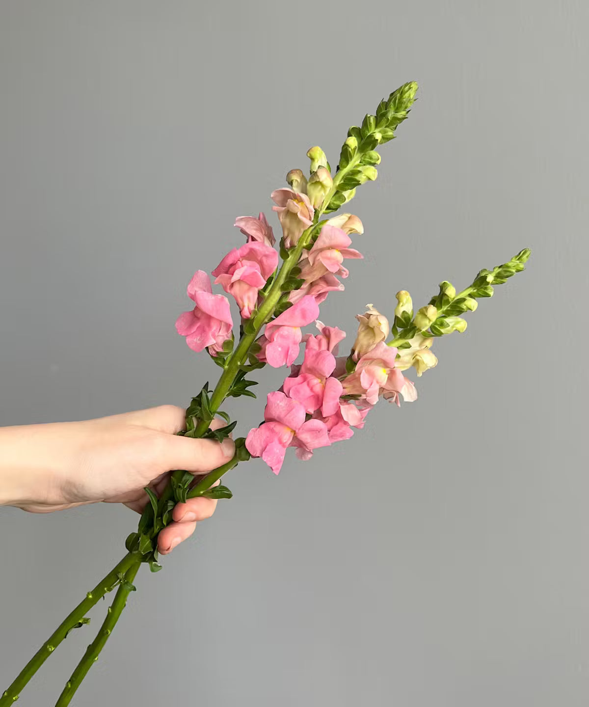 Snapdragon Light Pink Bunch