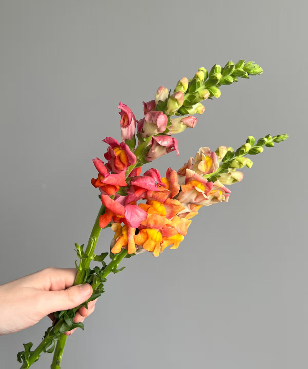 Snapdragon Orange Bunch