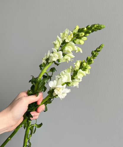 Snapdragon White Bunch