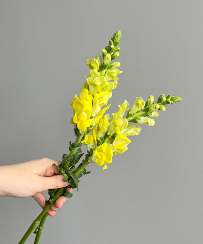 Snapdragon Yellow Bunch