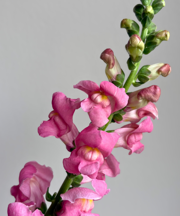 Snapdragon Pink Bunch