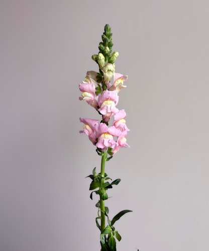 Snapdragon Light Pink Bunch