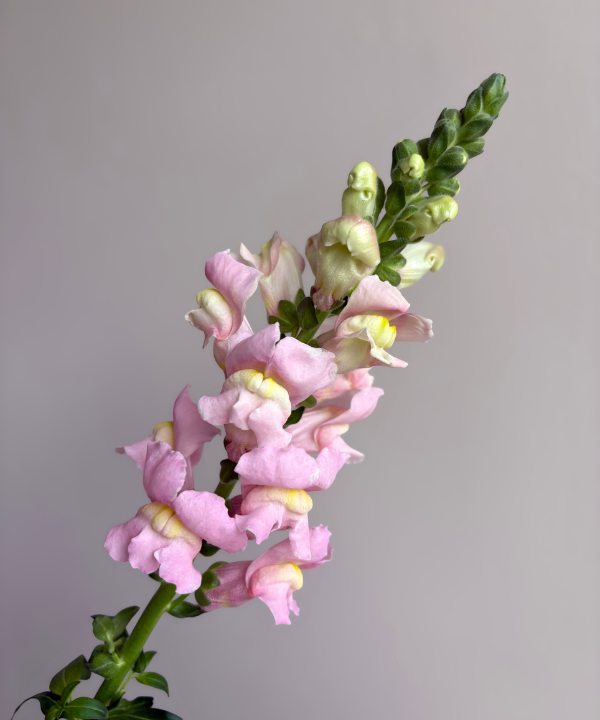 Snapdragon Light Pink Bunch