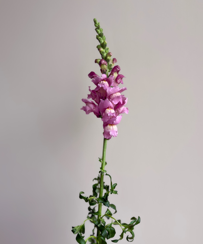 Snapdragon Purple Bunch