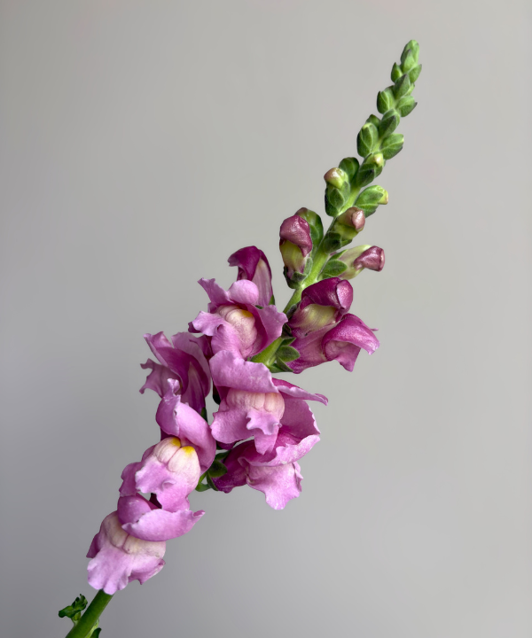 Snapdragon Purple Bunch