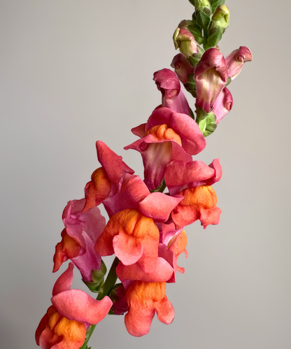 Snapdragon Orange Bunch