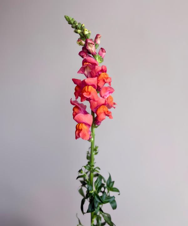 Snapdragon Orange Bunch