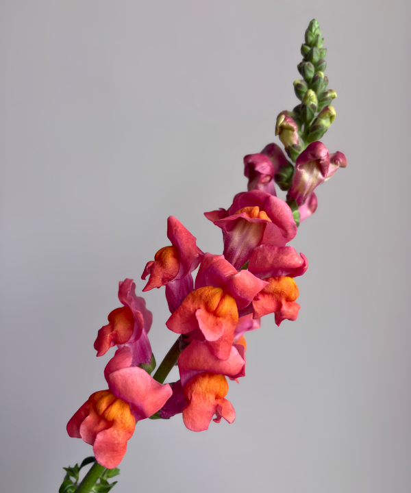 Snapdragon Orange Bunch