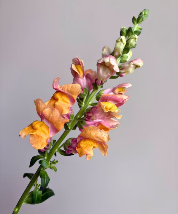 Snapdragon Peach Bunch