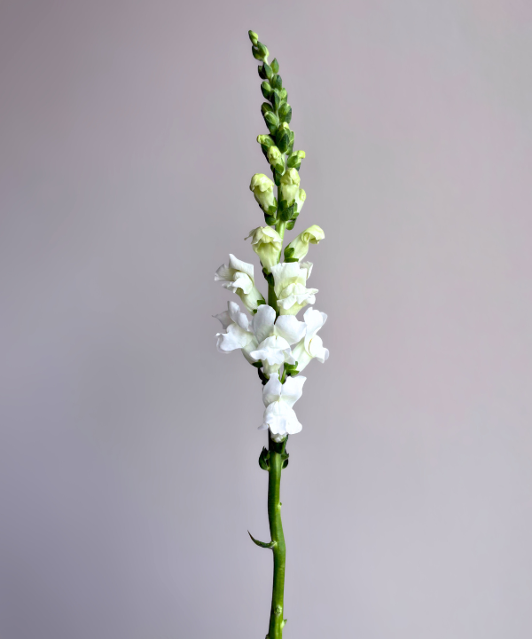 Snapdragon White Bunch