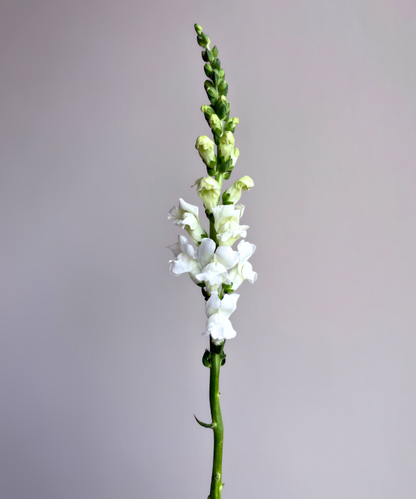 Snapdragon White Bunch