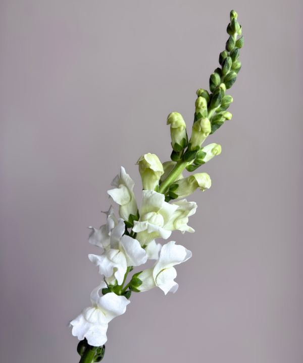 Snapdragon White Bunch