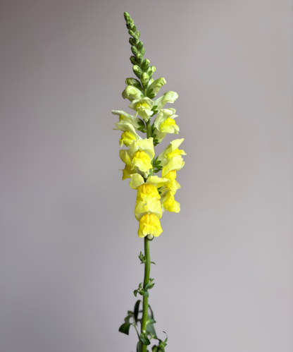 Snapdragon Yellow Bunch