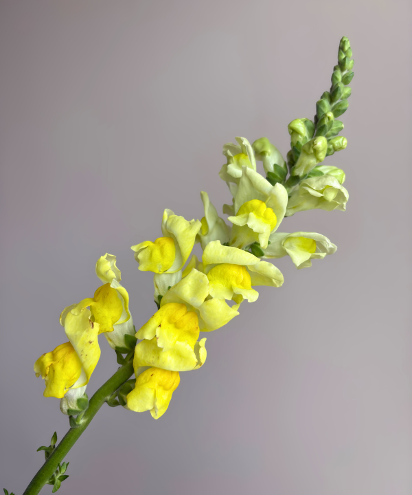 Snapdragon Yellow Bunch