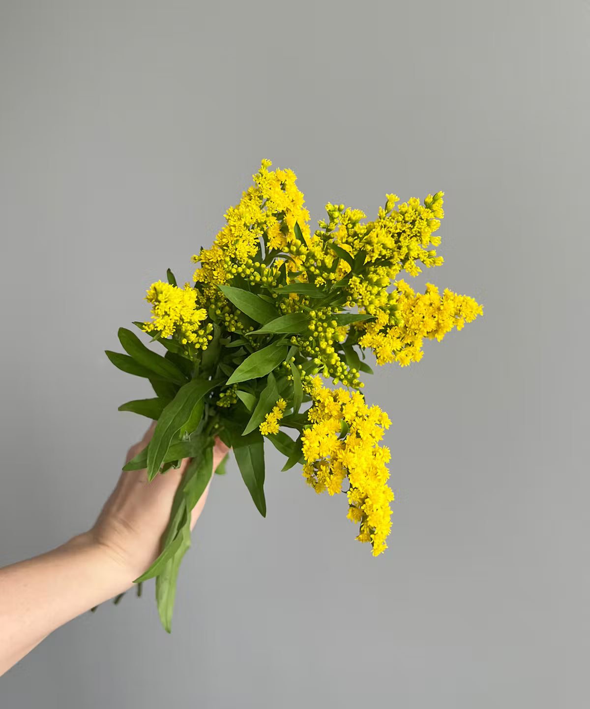 Solidago Yellow Bunch