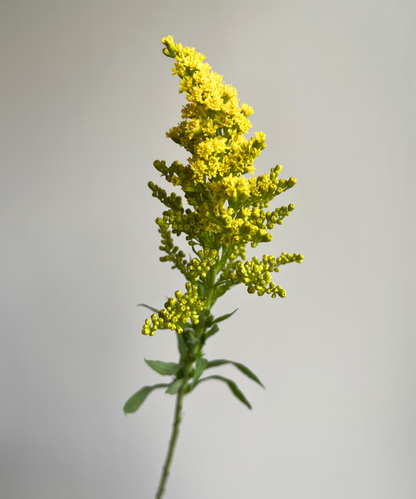 Solidago Yellow Bunch