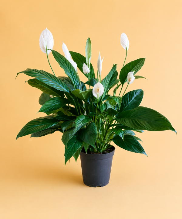 Spathiphyllum Pack
