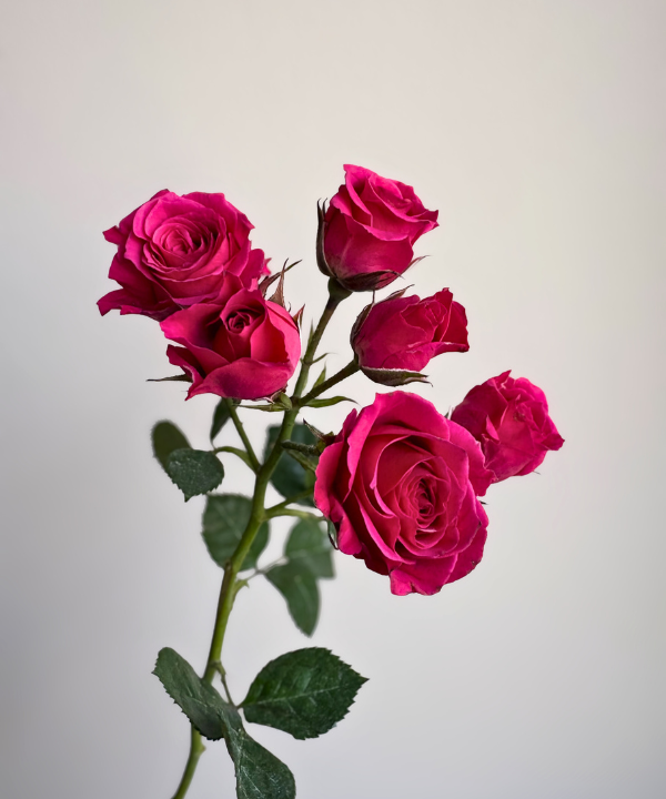 Spray Rose Hot Pink Bunch