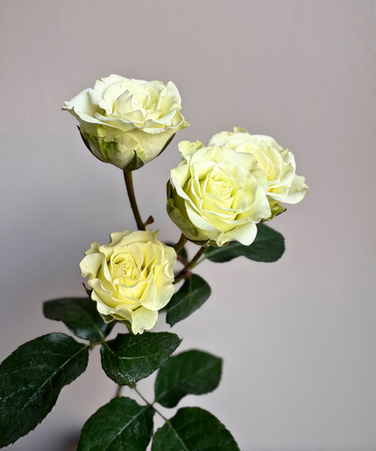 Spray Rose White Bunch