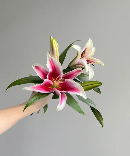 Lily Oriental Stargazer Bunch