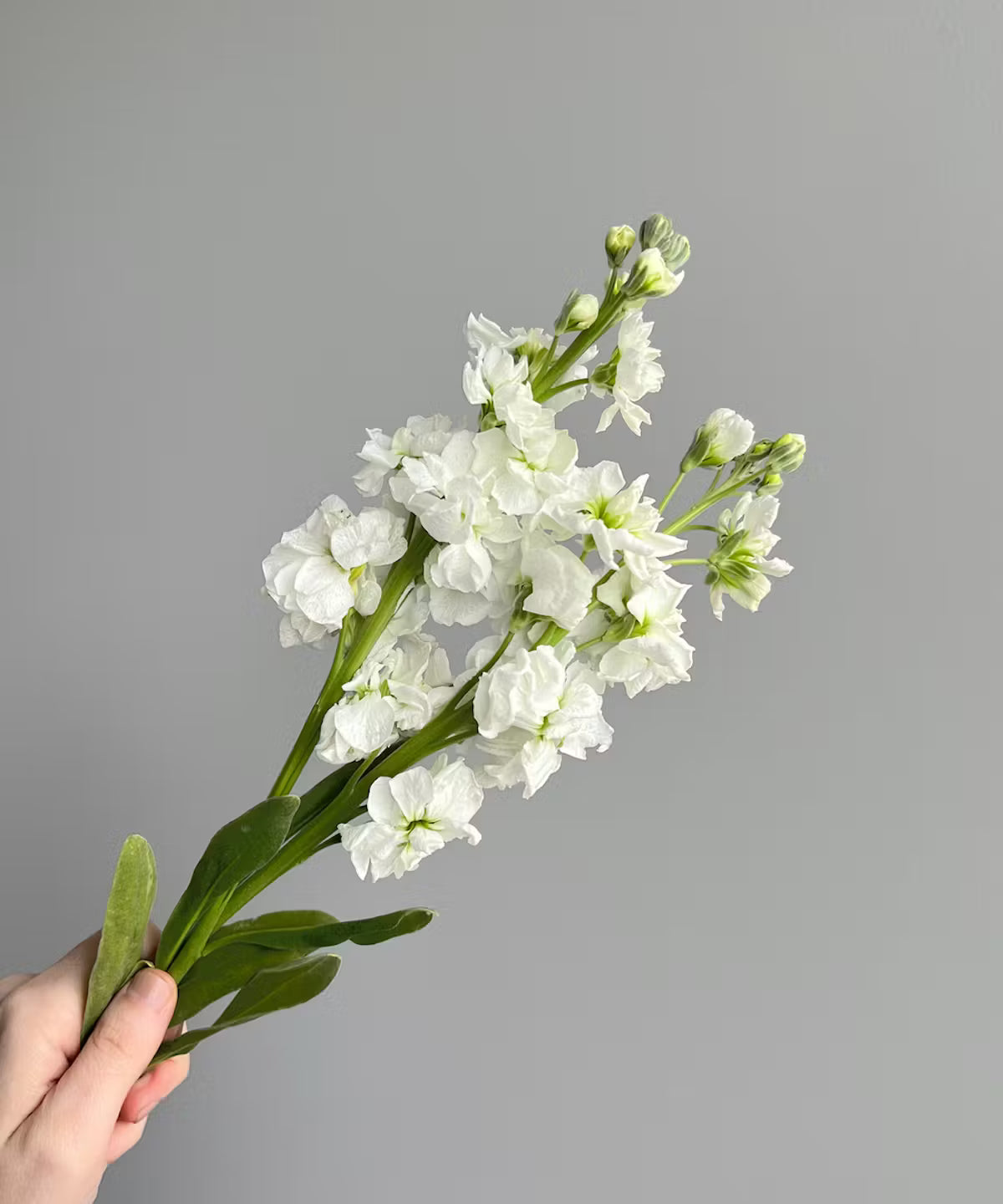 Stock White Bunch