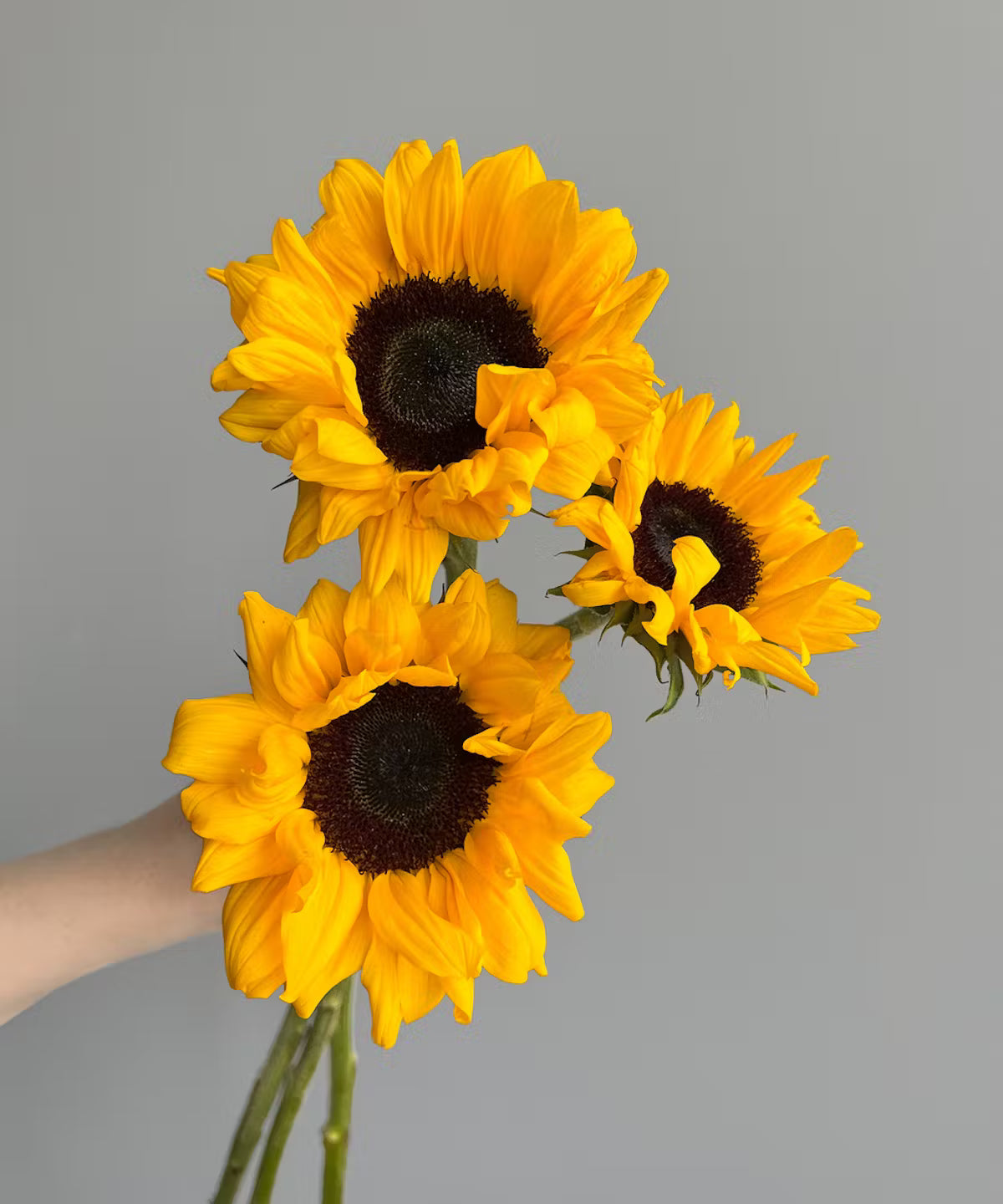 Sunflower Bunch