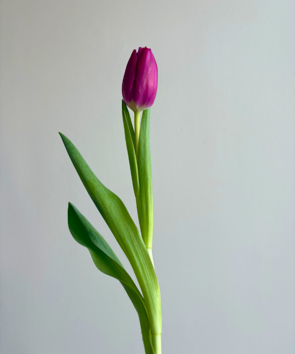 Tulip Purple Bunch