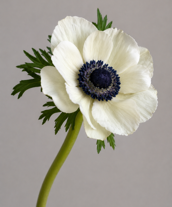 Anemone White Bunch