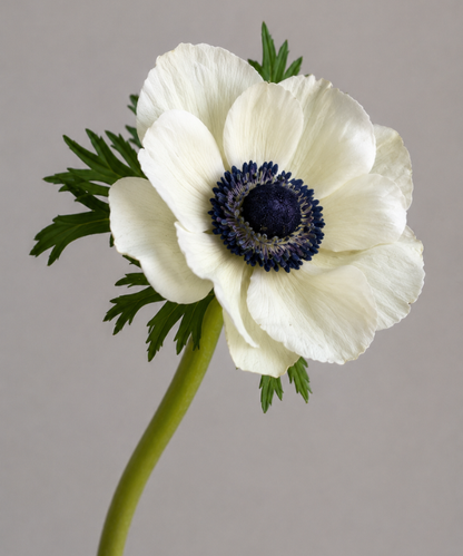 Anemone White Bunch