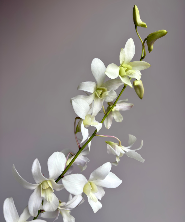 Dendrobium Orchid White Bunch