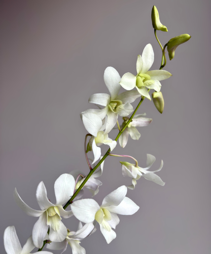 Dendrobium Orchid White Bunch