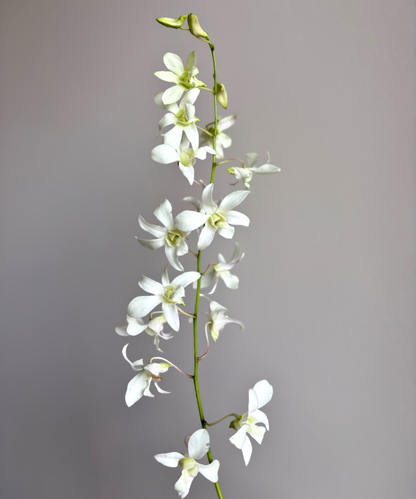 Dendrobium Orchid White Bunch