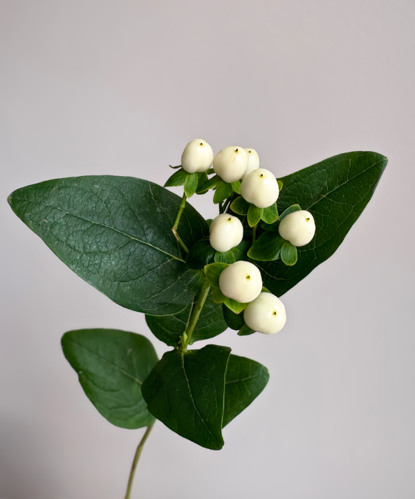 Hypericum Berries White Bunch