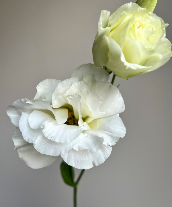 Lisianthus White Bunch