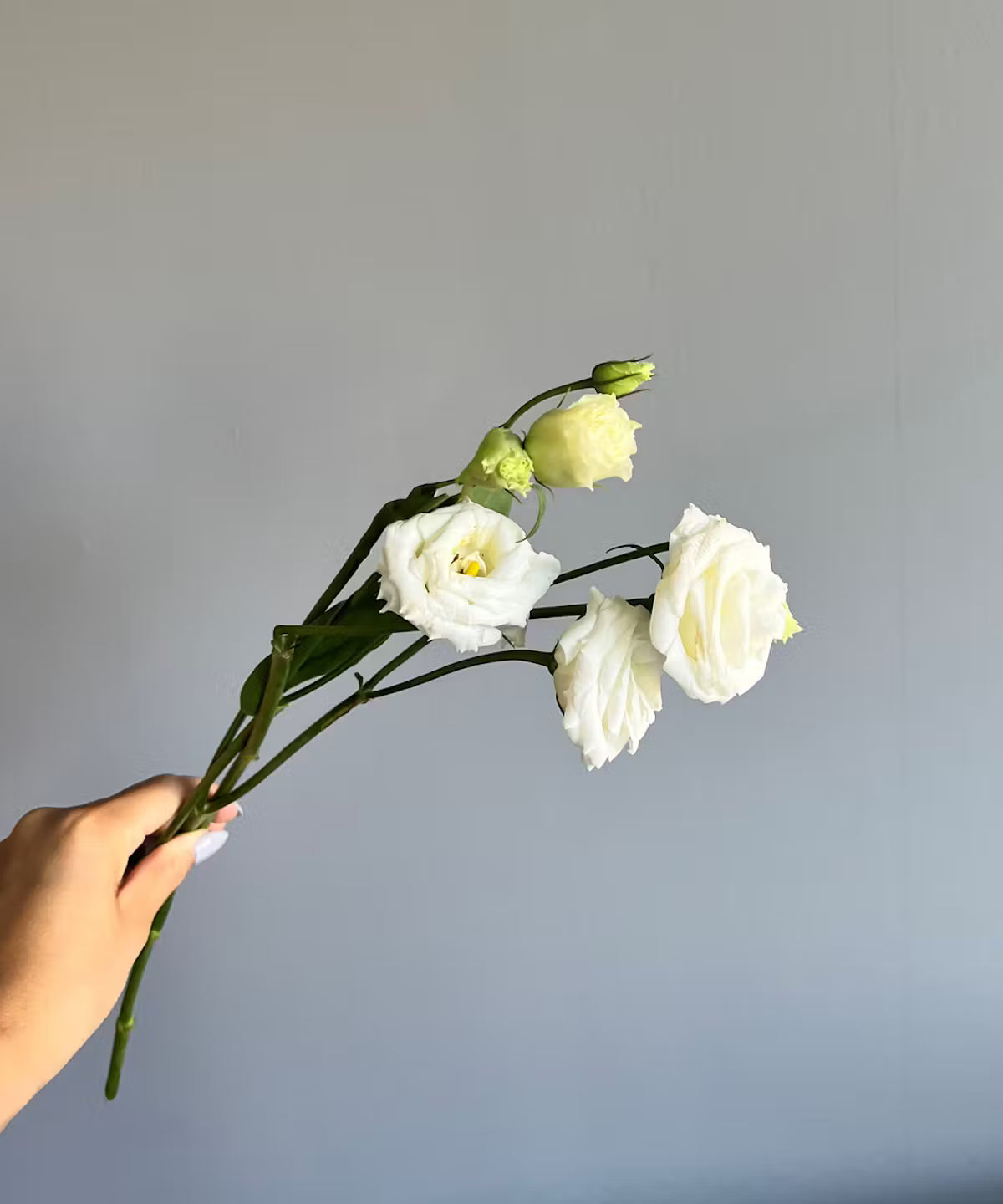 Lisianthus White Bunch