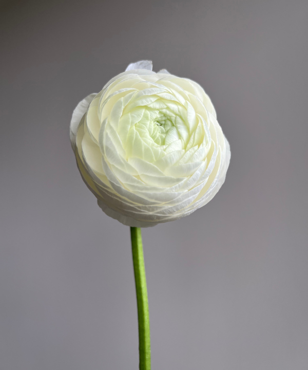Ranunculus White Bunch