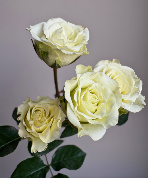 Spray Rose White Bunch