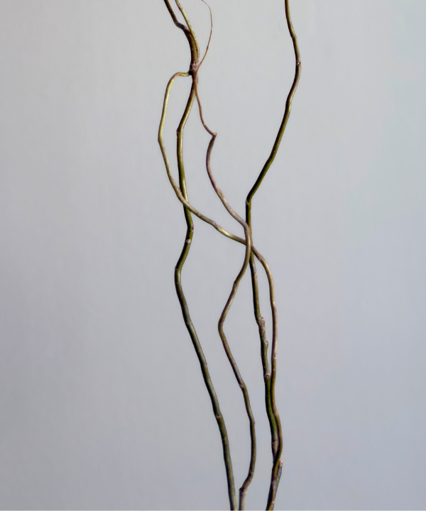 Curly Willow Tips Bunch