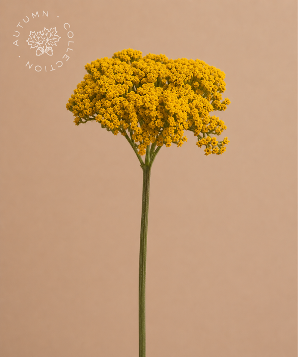 FALL Yarrow Yellow Bunch