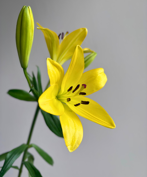 Lily Asiatic Yellow Bunch